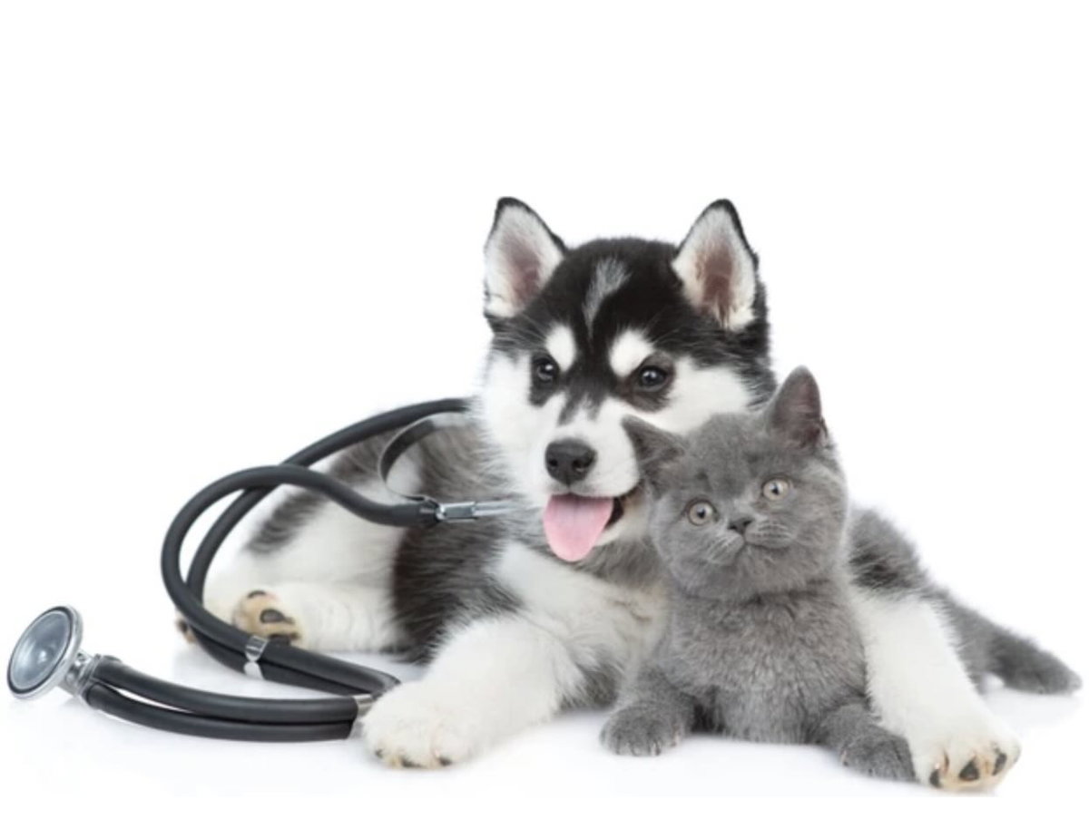 Clinica Veterinară Oradea