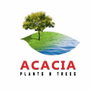 Acacia Plants and Trees