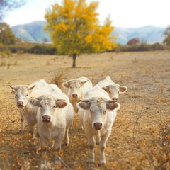 agroturismo-vacas-jpg-1777973819