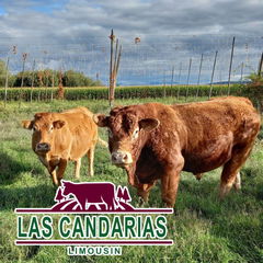 ganderia-limousin-las-candarias-whatsapp-jpg-1765534456